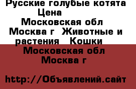 Русские голубые котята › Цена ­ 23 000 - Московская обл., Москва г. Животные и растения » Кошки   . Московская обл.,Москва г.